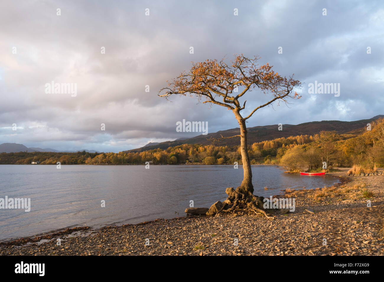 Loch Lomond im Herbst - einsame Eiche und rote Kanu beleuchtet bis zum Abend Sonne - Milarrochy Bay, Loch Lomond, Schottland, UK Stockfoto