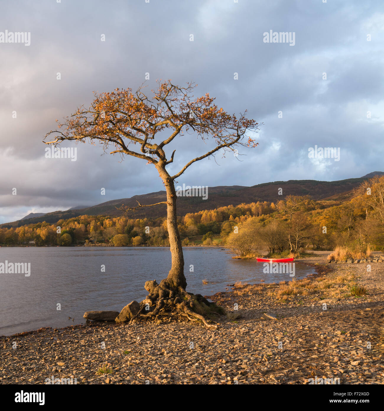 Loch Lomond im Herbst - einsame Eiche und rote Kanu beleuchtet bis zum Abend Sonne - Milarrochy Bay, Loch Lomond, Schottland, UK Stockfoto
