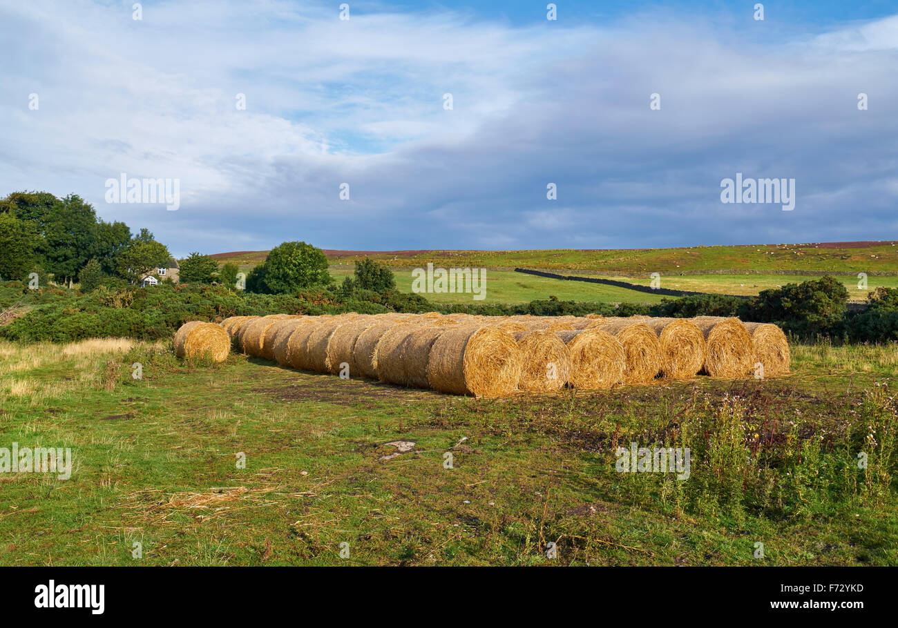 Heuhaufen Speicher auf einem Bauernhof in County Durham englische Landschaft. Stockfoto