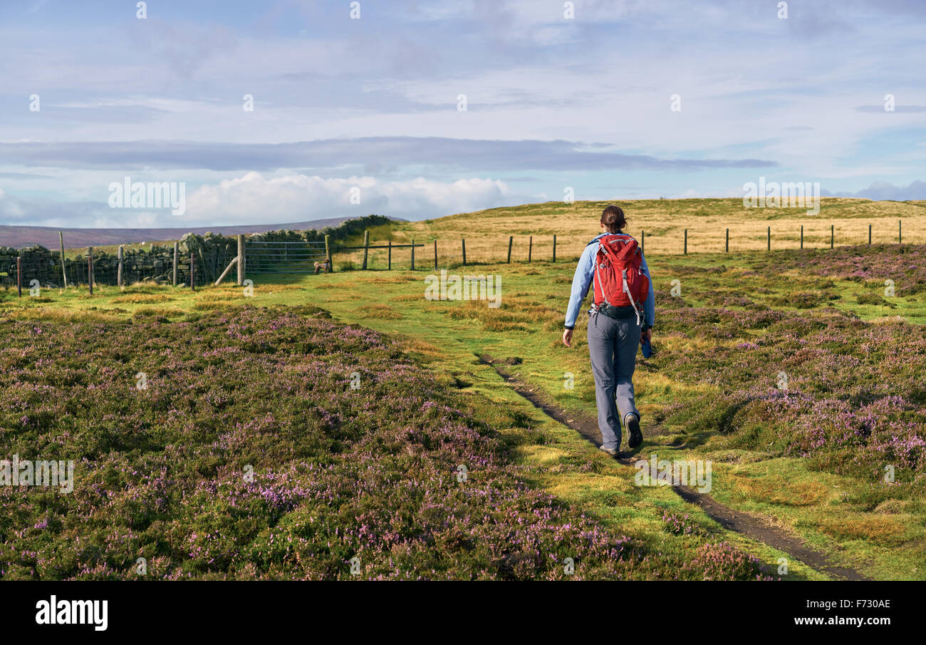 Ein Wanderer zu Fuß ihren Hund in County Durham englische Landschaft. Stockfoto