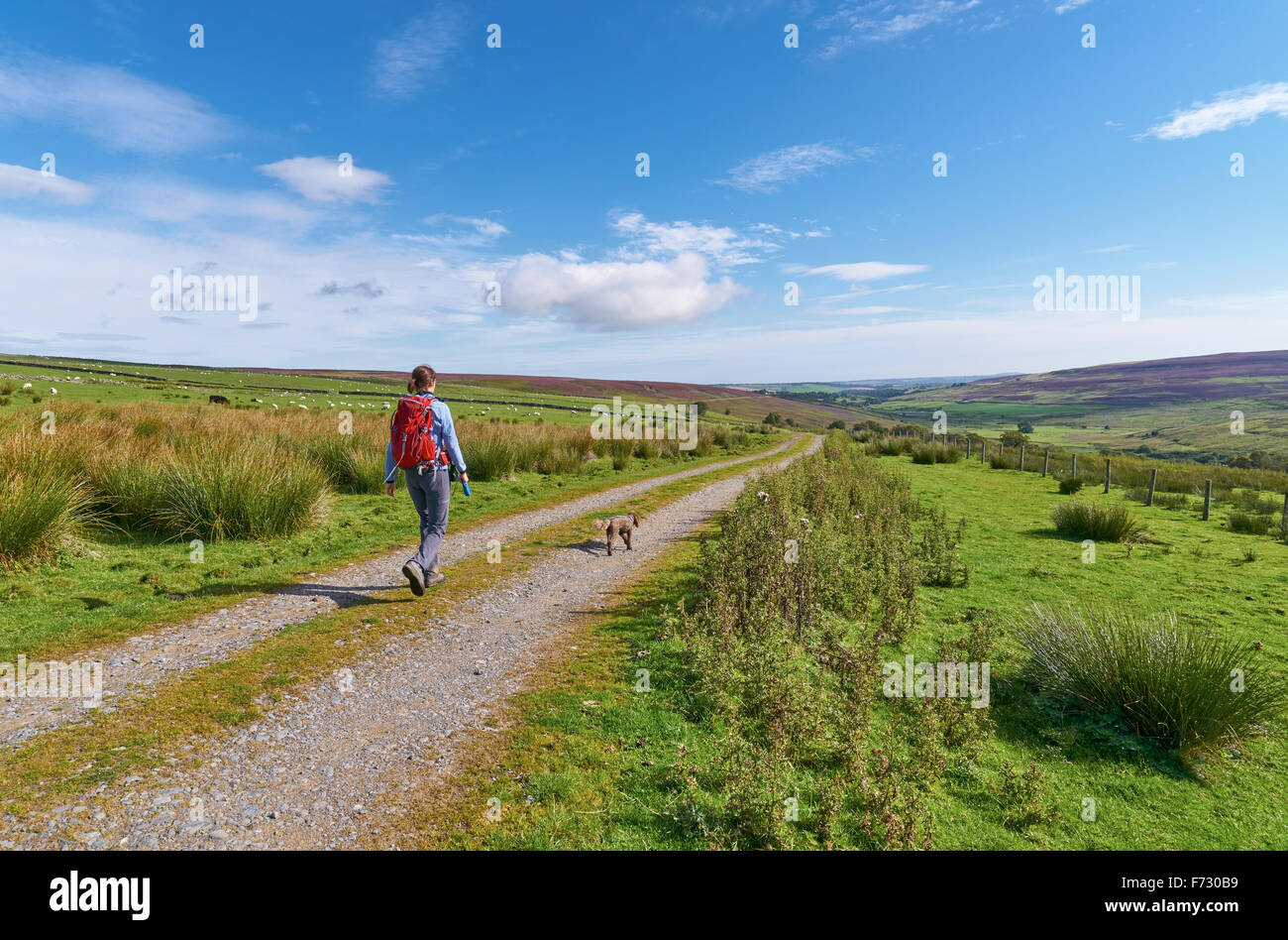 Ein Wanderer zu Fuß ihren Hund in der Edmundbyers häufig in County Durham englische Landschaft. Stockfoto