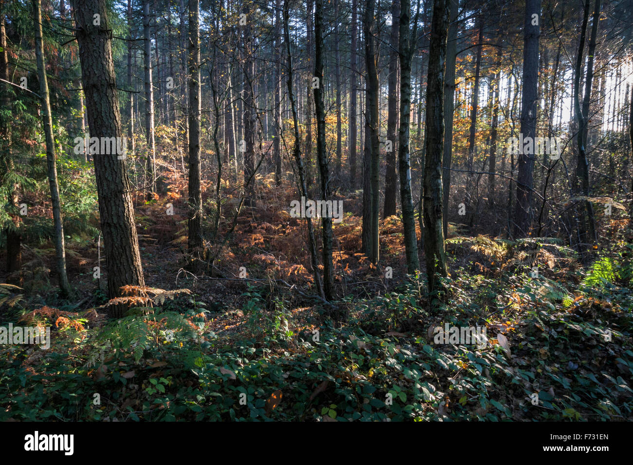 Strahlen von Licht durch eine Plantage von Pinien und Laubbäumen im Herbst Wald in Bedgebury Wald, Bedgebury, Kent, England, Großbritannien Stockfoto