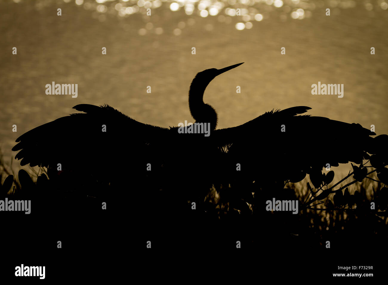 Eine Anhinga silhouette Stockfoto