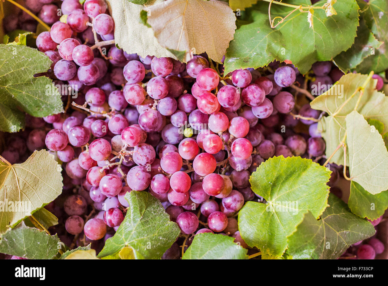 rote Trauben als sehr schöne Frucht-Hintergrund Stockfoto