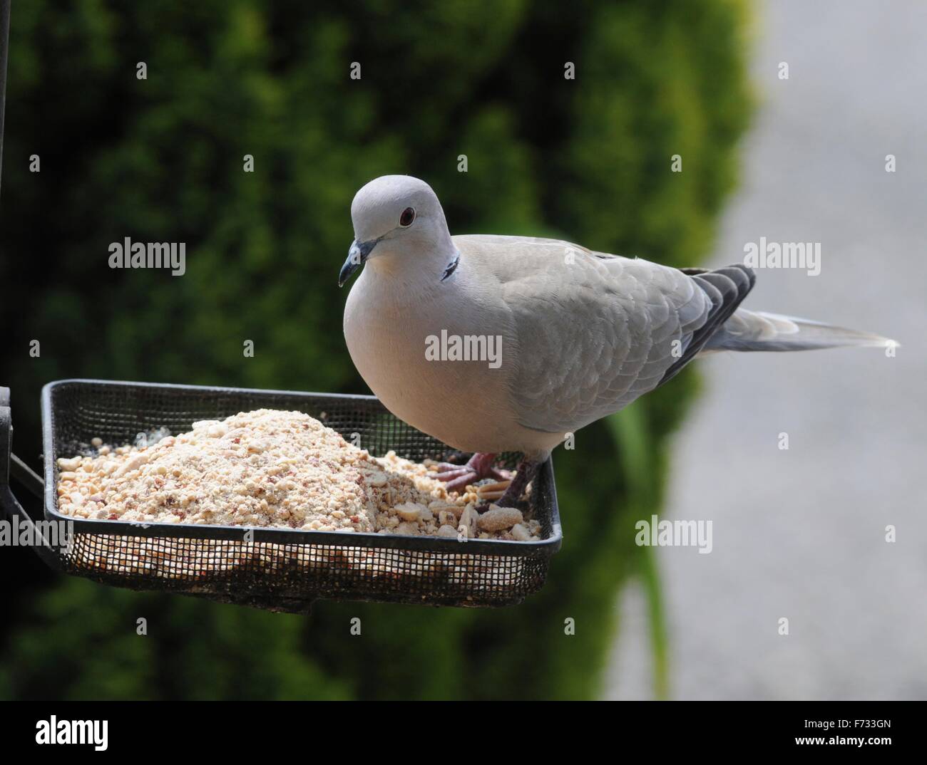 Fütterung Wildvögel im Garten - das ist ein Collared Dove Fütterung auf Sonnenblumen Herzen. Stockfoto