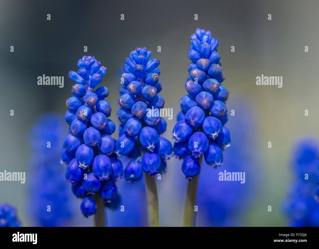 Muscaria Armeniacum - Grape Hyacinth Stockfoto