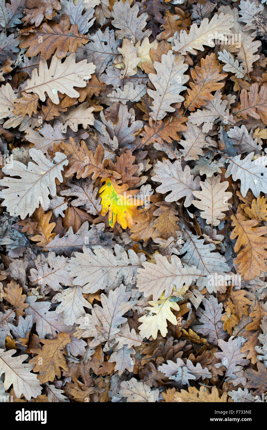 Quercus X haynaldiana. Gefallene Eiche Blätter auf dem Boden im Herbst Stockfoto