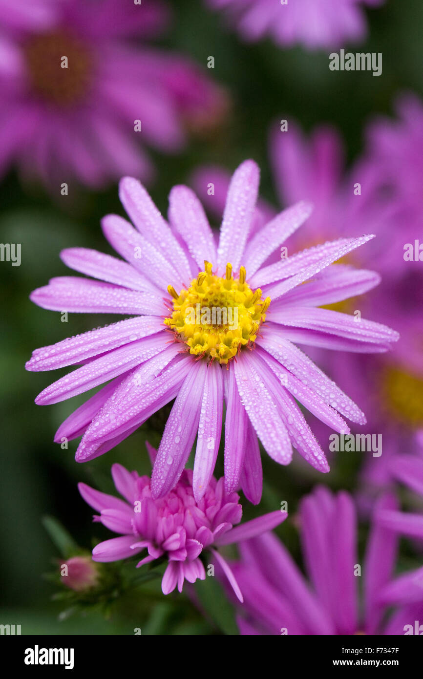 Aster Amellus 'Brilliant' in eine krautige Grenze. Stockfoto