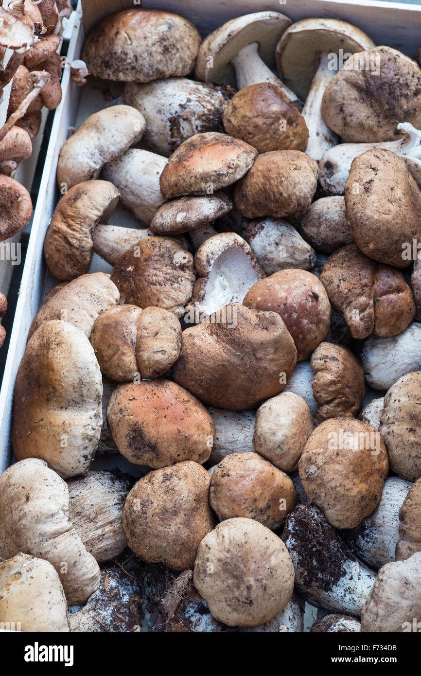 Pilze zum Verkauf am Markt von Rialto, Venedig, Italien. Stockfoto