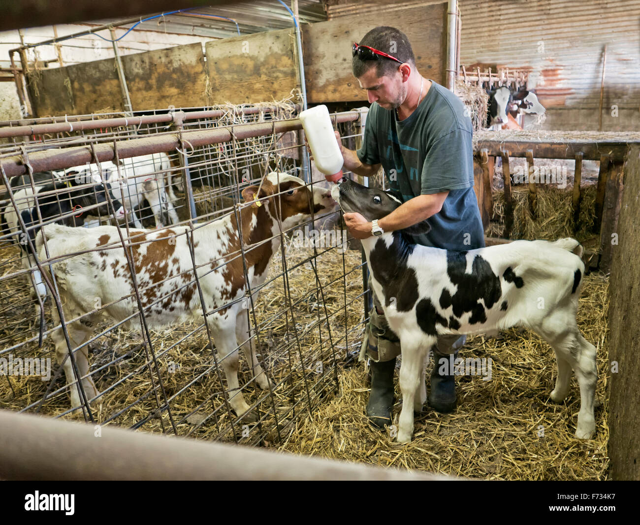 Landwirt mit der Flasche füttern 'drop' Kalb, Holstein Molkerei. Stockfoto