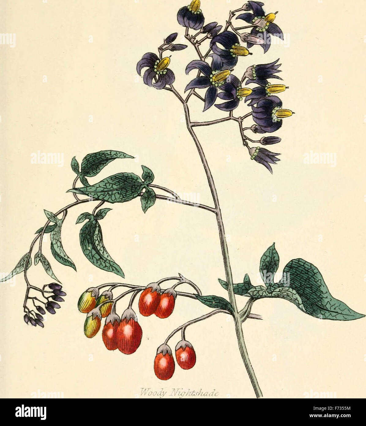 Elemente der Wissenschaft der Botanik, von Carl von Linné; mit Beispielen zu den Klassen und Ordnungen seines Systems zu veranschaulichen Stockfoto