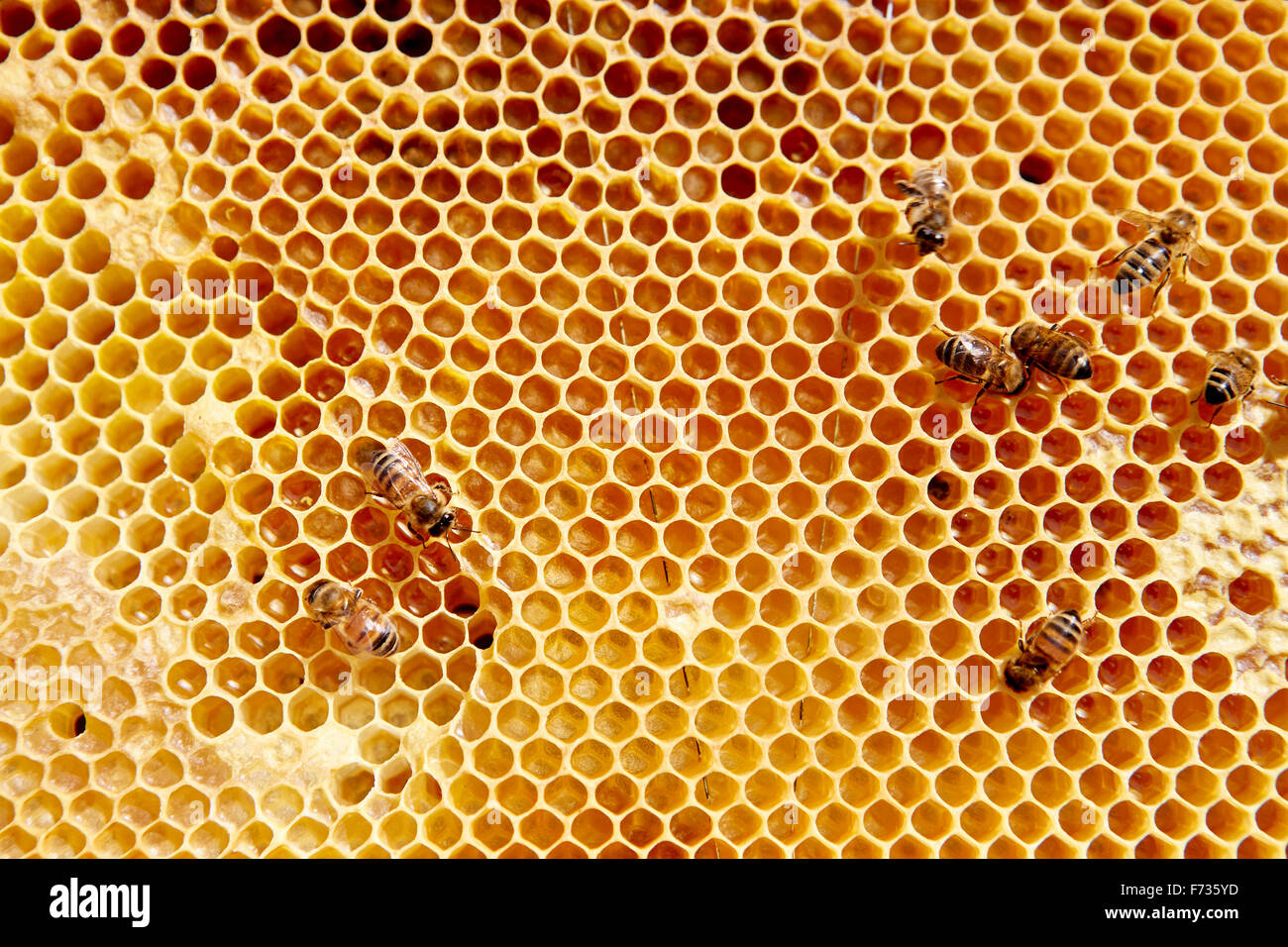 Ein Holzrahmen mit Wabenmuster mit einer kleinen Anzahl der Bienen. Stockfoto