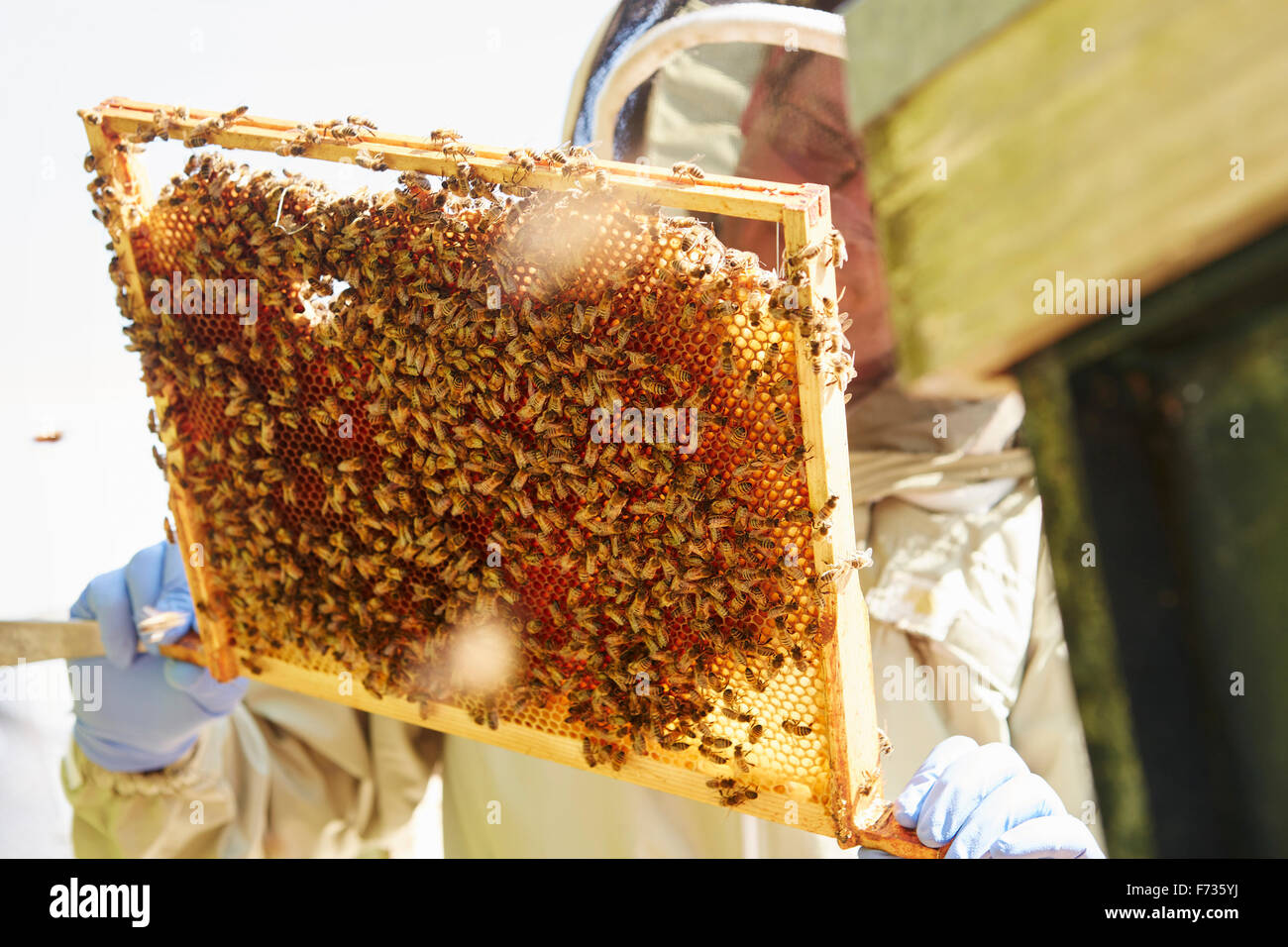 Ein Imker hält einen super Rahmen mit Arbeitsbienen Ladezellen in Honig. Stockfoto