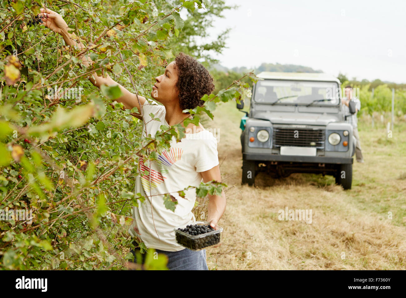 Eine Frau, die Brombeeren aus der Hecke im Herbst pflücken. Stockfoto