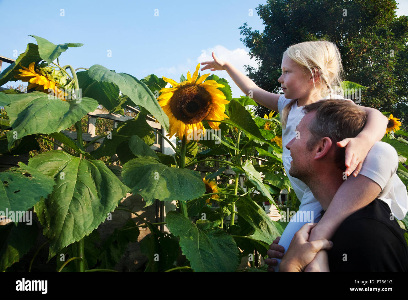 Ein Mädchen sitzt auf Vaters Schultern erreichen eine Sonnenblume in voller Blüte zu berühren. Stockfoto