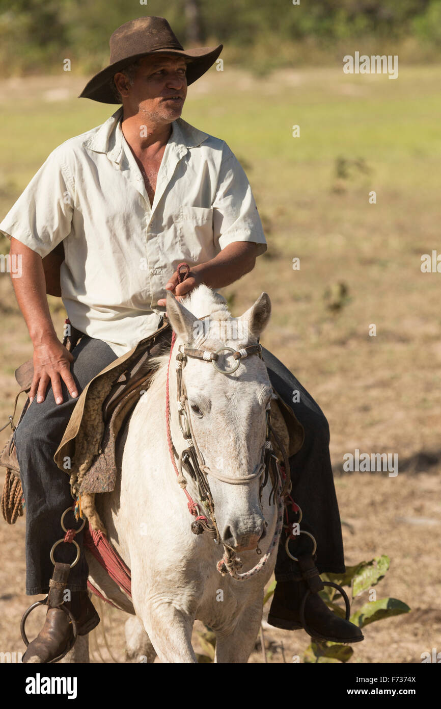 Pantanal Pferd Brasilien wilde Natur Tier cowboy Stockfoto