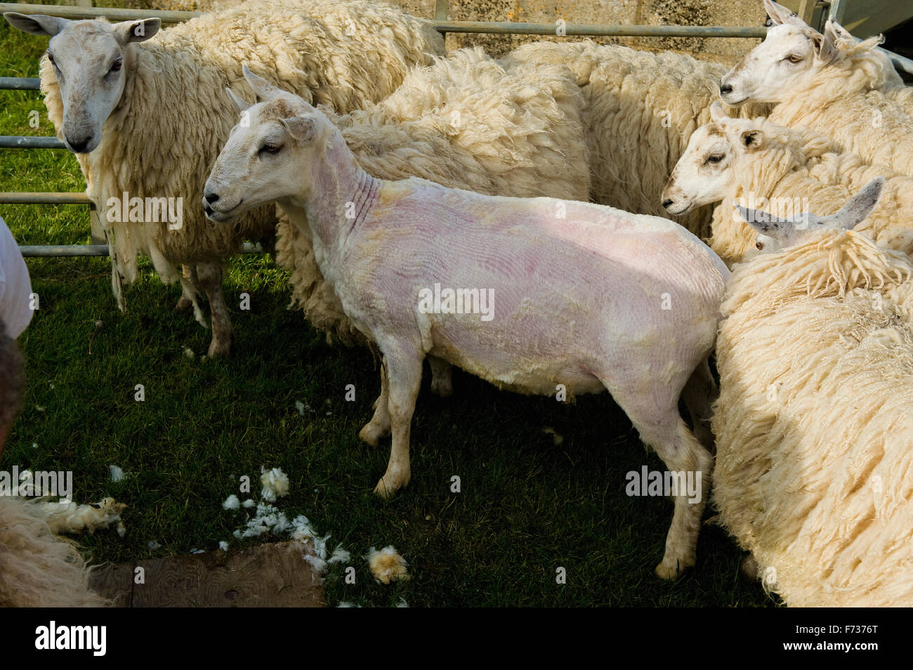 Eine Gruppe von Schafen in einem Stift, einem geschorenem Schafe unter den unshorn. Stockfoto