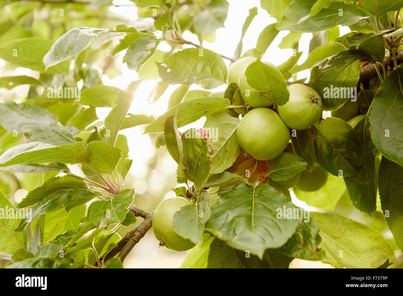Obst, grüne Äpfel an den Ästen eines Baumes in einem Obstgarten. Stockfoto