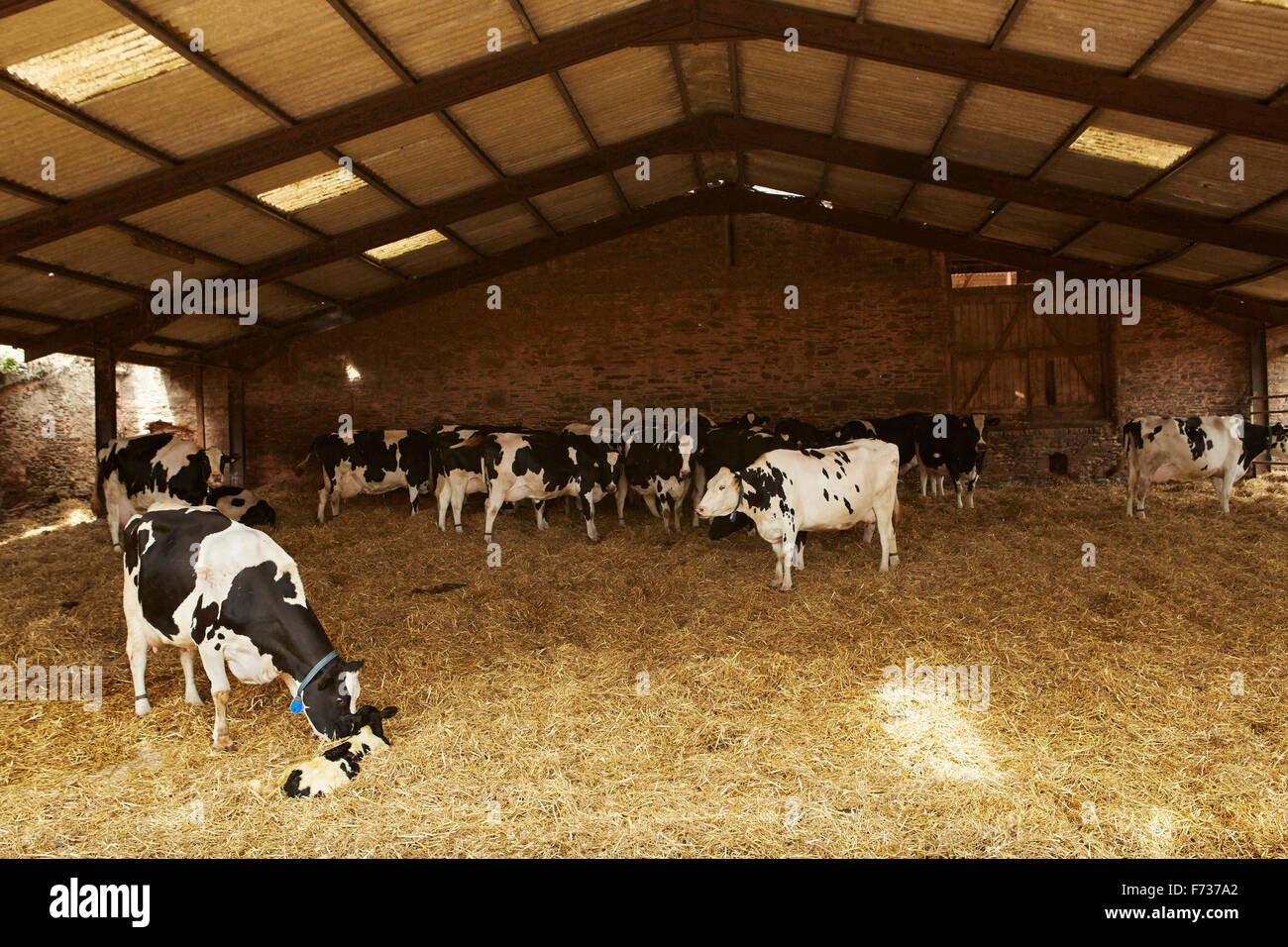 Eine Herde Kühe unter dem Deckmantel in einer Scheune im Heu, einem kuschelte eine Kalb Fütterung. Stockfoto