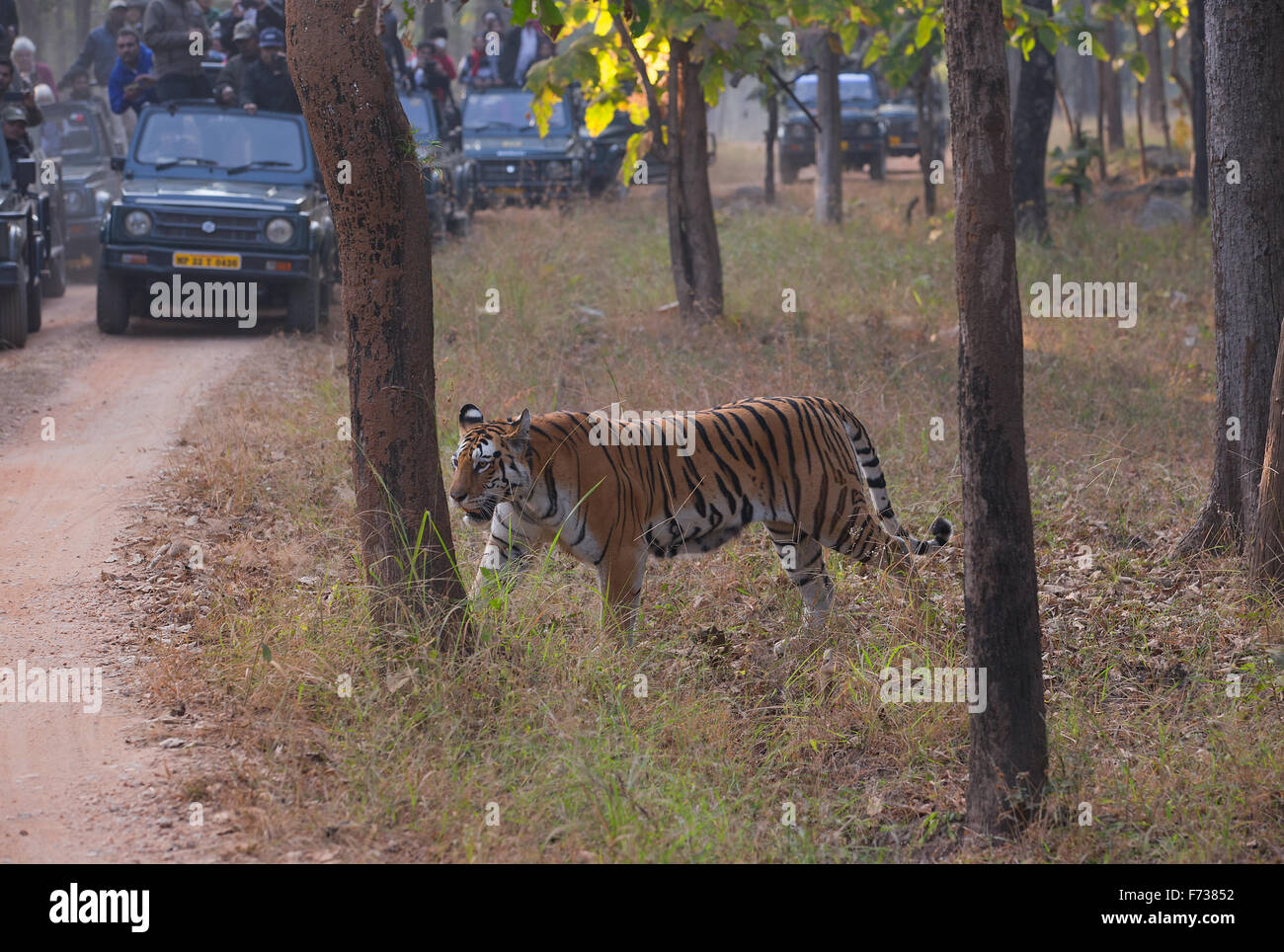 Royal Bengal Tiger auf Wald-track mit Touristenfahrzeuge im Hintergrund Stockfoto