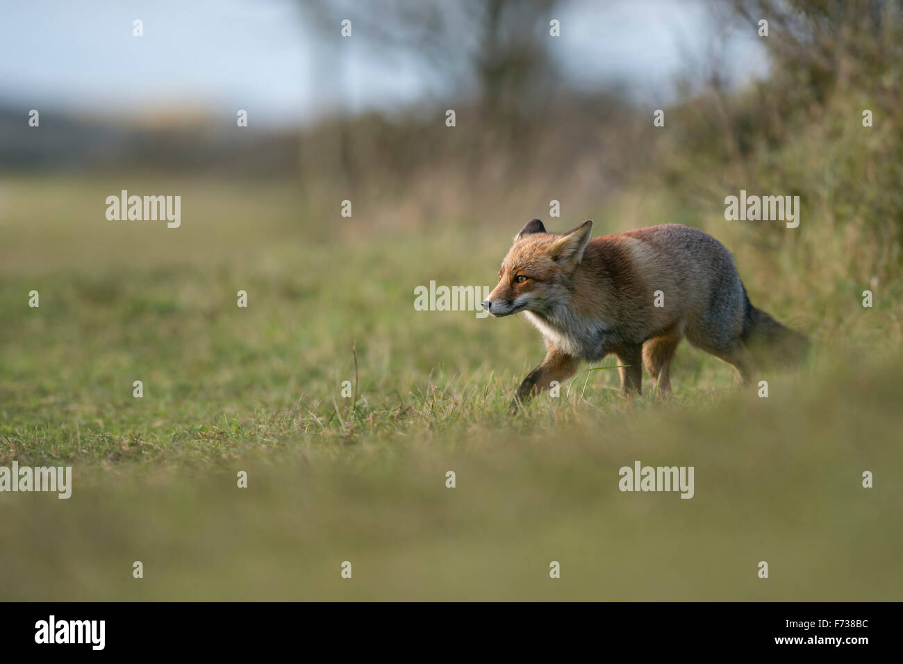 Rotfuchs / Rotfuchs ( Vulpes vulpes ) in dicken Winterpelzstielen entlang einer Hecke, auf der Suche nach Nahrung auf Gras, Wildtieren, Europa. Stockfoto