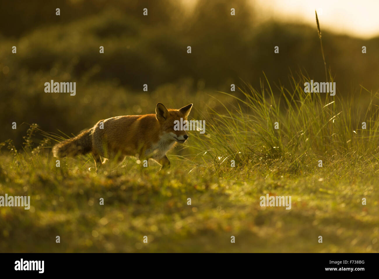 Rotfuchs / Rotfuchs ( Vulpes vulpes ) in dickem Winterfell läuft auf seinem typischen Fuchsweg durch hohes Gras, Hinterlicht Situation, Tierwelt, Europa. Stockfoto