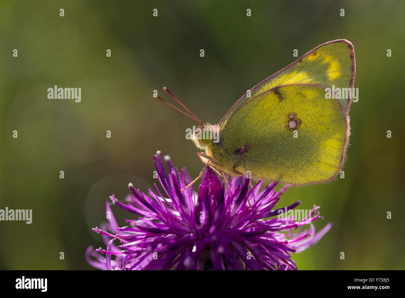 Blasses gelb getrübt, Goldene Acht, Goldene 8, Kleines Posthörnchen, Weißklee-Gelbling, Gelbling, Gelber Heufalter, Colias hyale Stockfoto