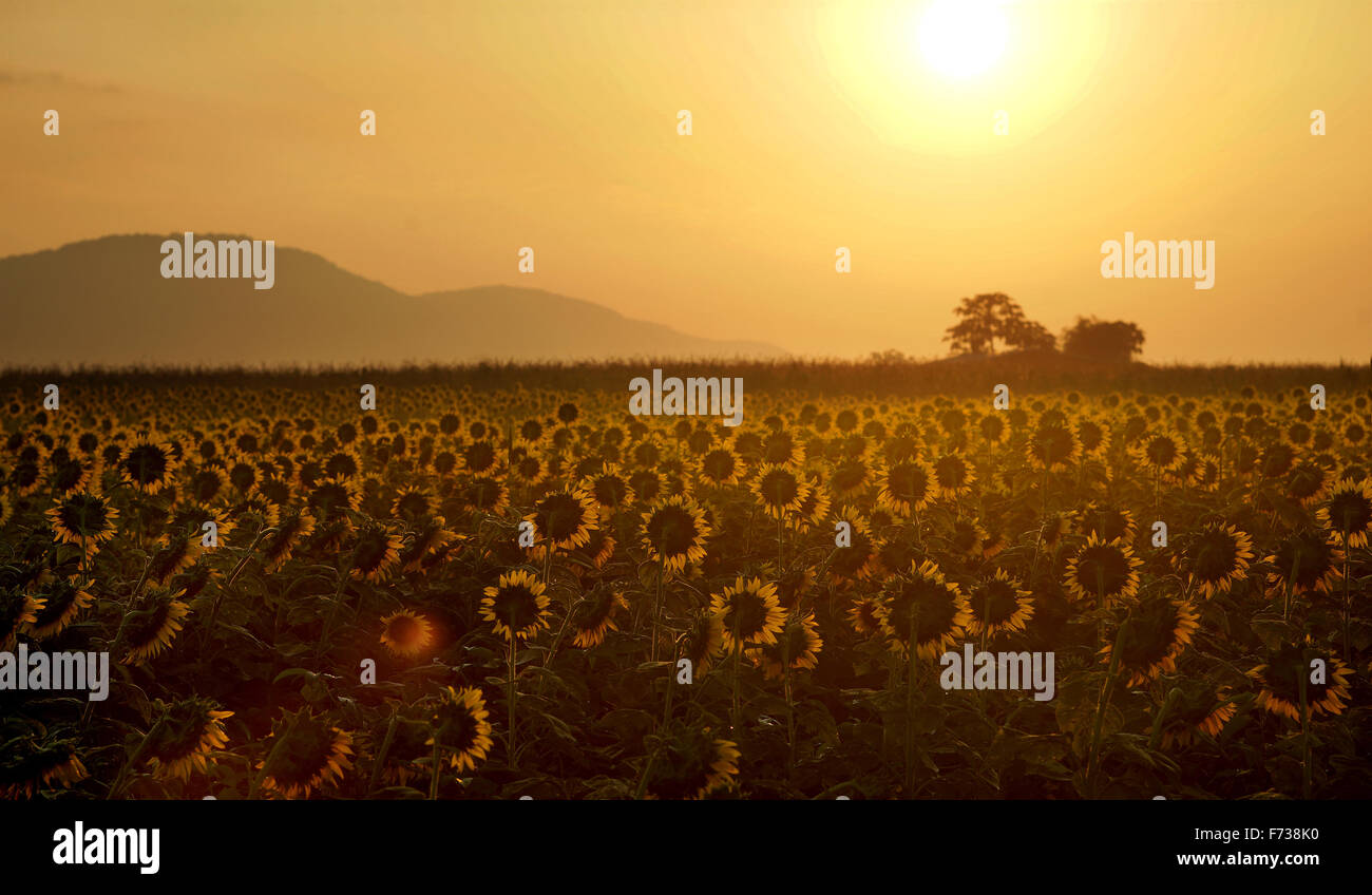 wunderschönen Sonnenaufgang über dem Berg und Sonnenblumen Feld Stockfoto