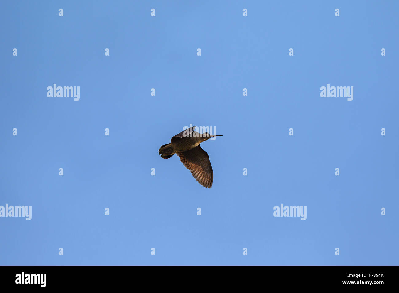 Waldschnepfe (Scolopax Rusticola) im Flug Stockfoto