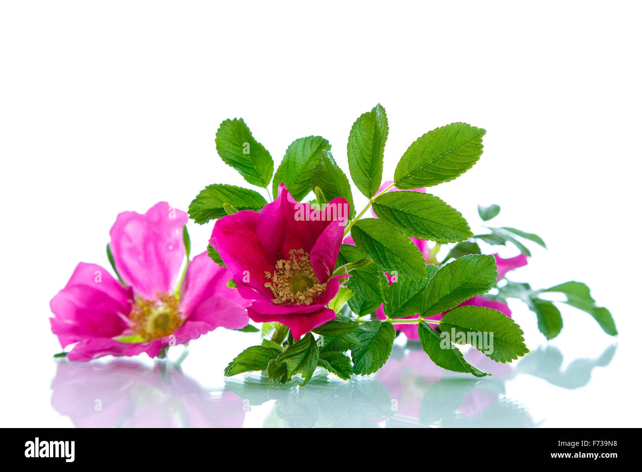 Blume blüht Wild Rose Stockfoto