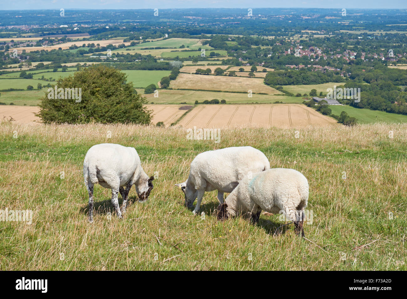 Schafbeweidung auf Ditchling Beacon, The South Downs National Park, East Sussex England Vereinigtes Königreich UK Stockfoto