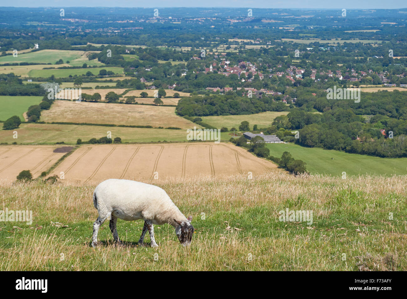 Schafbeweidung auf Ditchling Beacon, The South Downs National Park, East Sussex England Vereinigtes Königreich UK Stockfoto