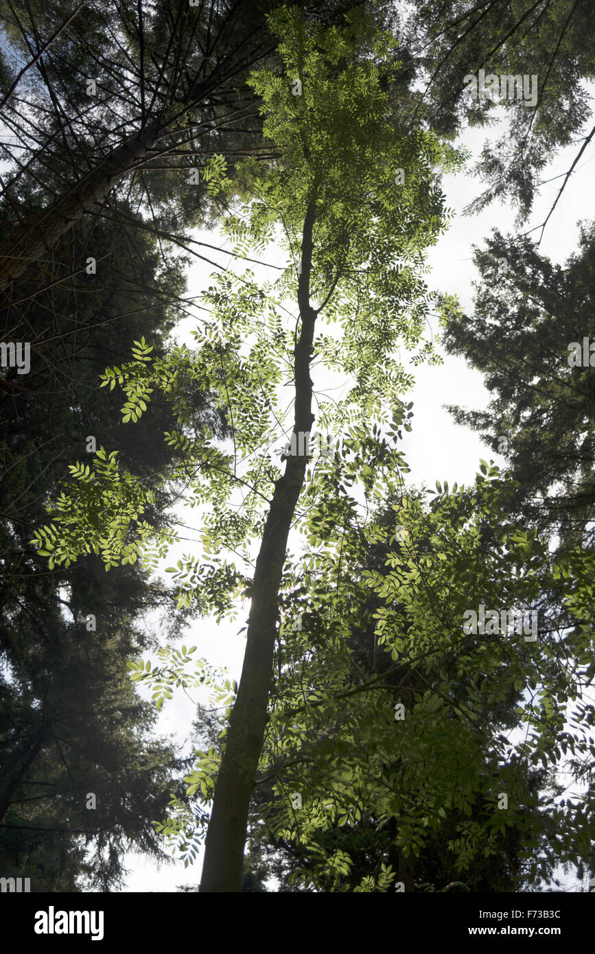 Licht durch Bäume im New forest Stockfoto