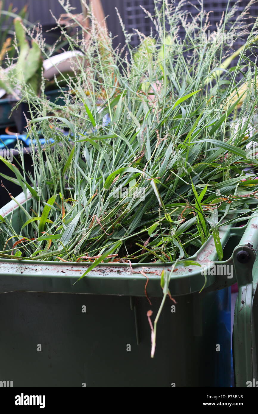 Rasenschnitt in grüne Mülltonne Stockfoto