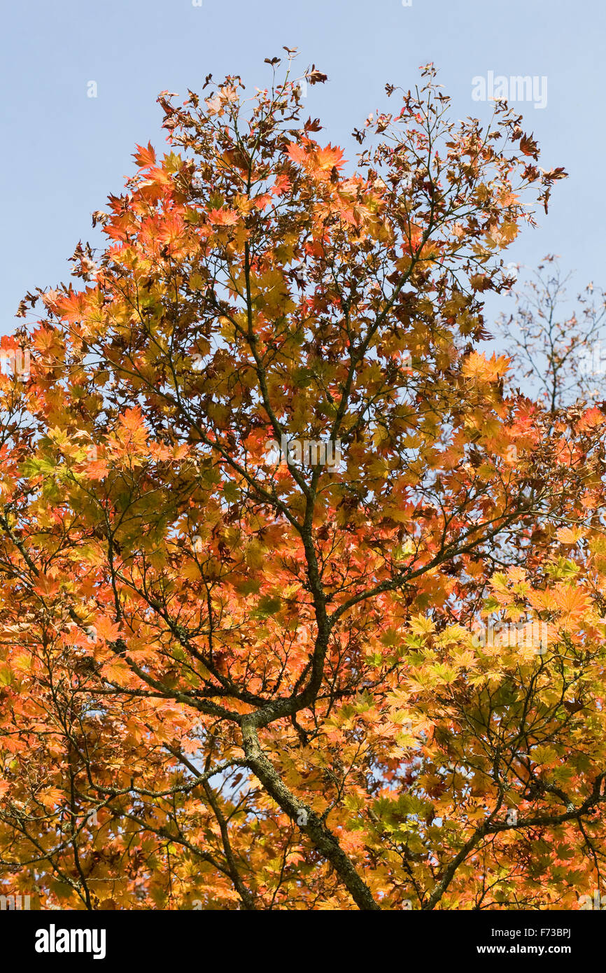 Acer Shirasawanum 'Ogurayama'. Vollmond-Ahorn im Herbst. Stockfoto