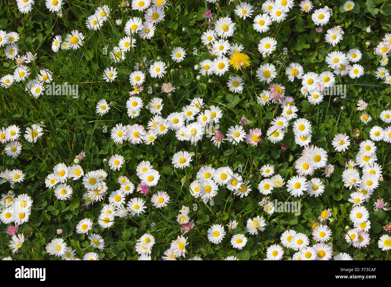 DAiSES im Feld. Frühlingsblumen Stockfoto