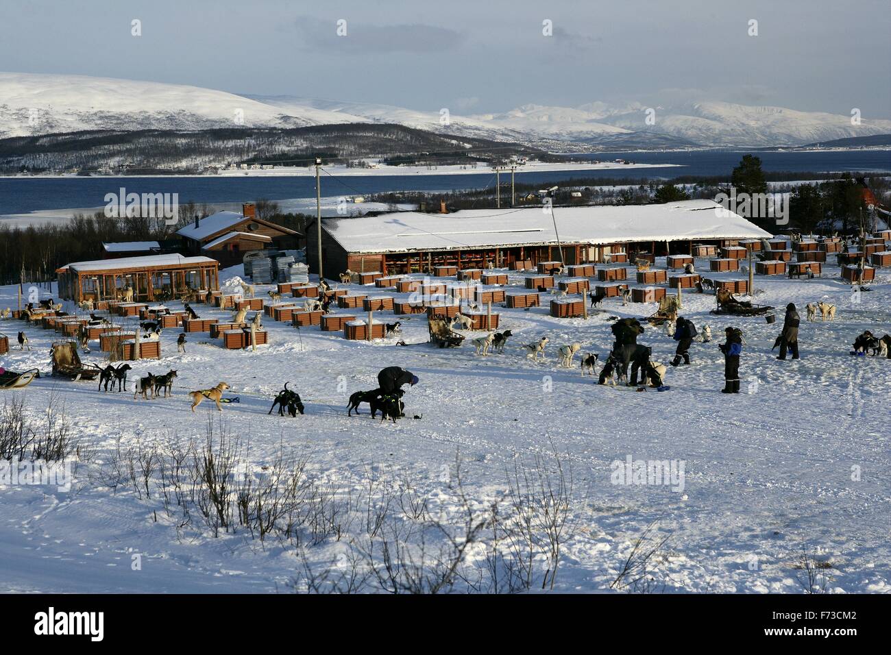 Ausflug mit Hundeschlitten in Tromsø, Norwegen Adventtal Stockfoto