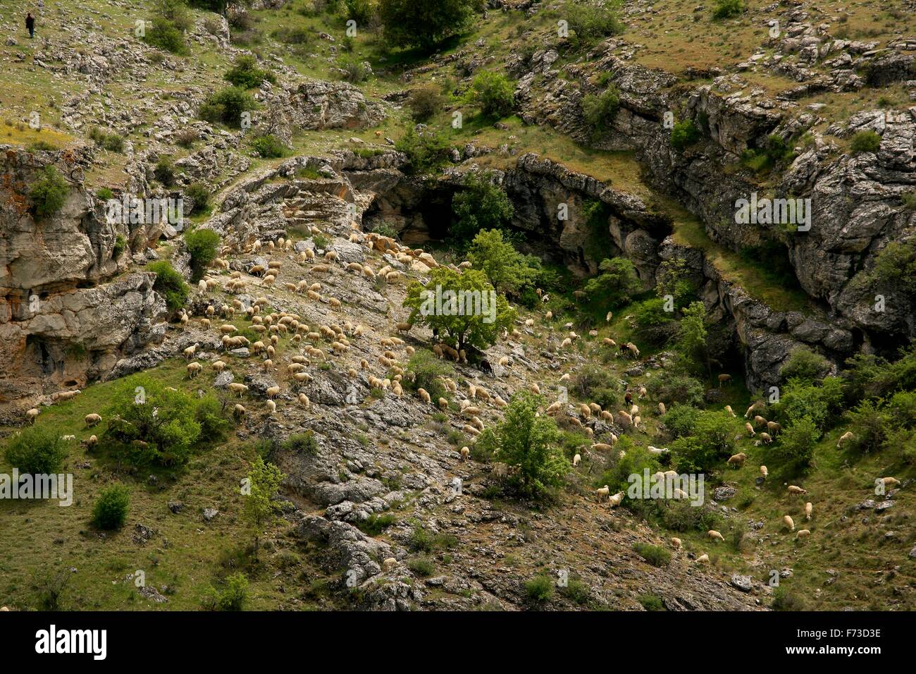 Almauftrieb mit Schafen auf der iberischen Halbinsel (Spanien). Von Cuenca, Extremadura Stockfoto