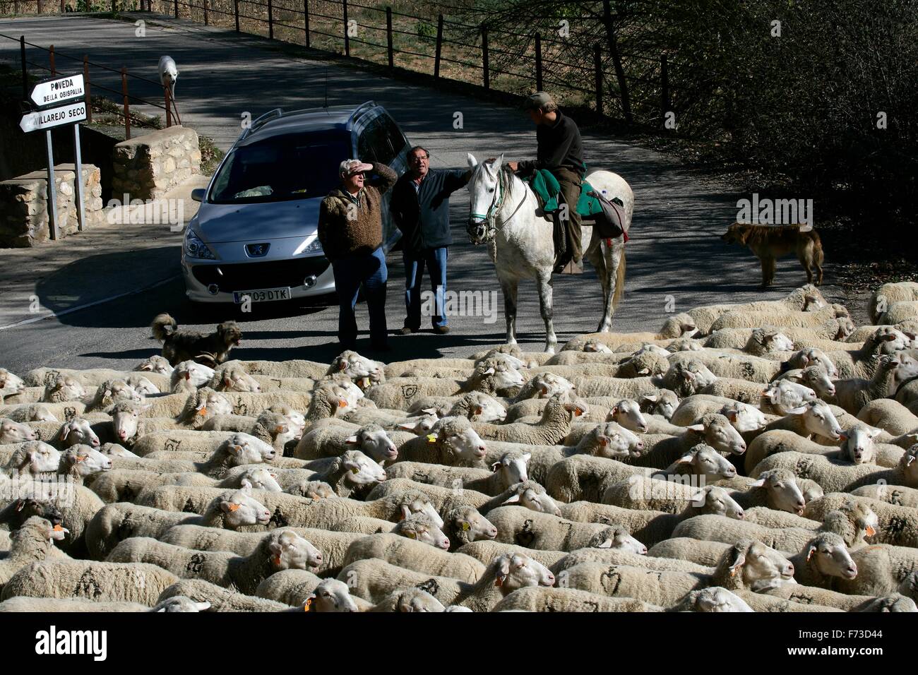 Almauftrieb mit Schafen auf der iberischen Halbinsel (Spanien). Von Cuenca, Extremadura Stockfoto
