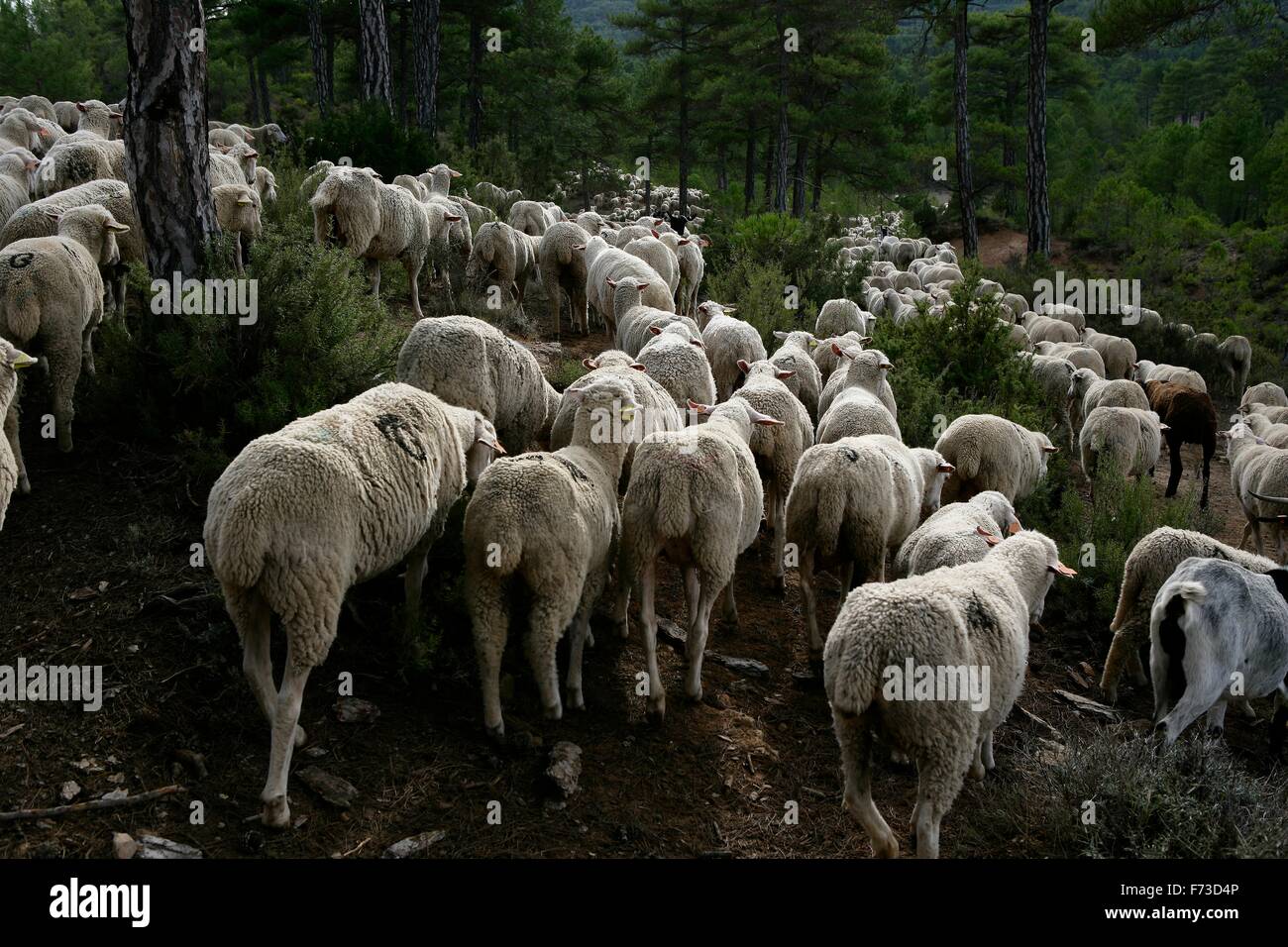 Almauftrieb mit Schafen auf der iberischen Halbinsel (Spanien). Von Cuenca, Extremadura Stockfoto