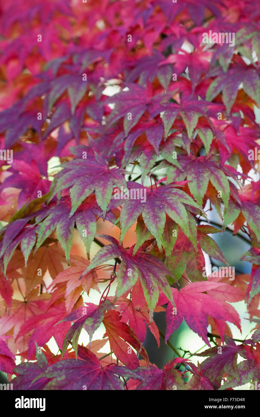 Acer Palmatum Blätter im Herbst. Stockfoto