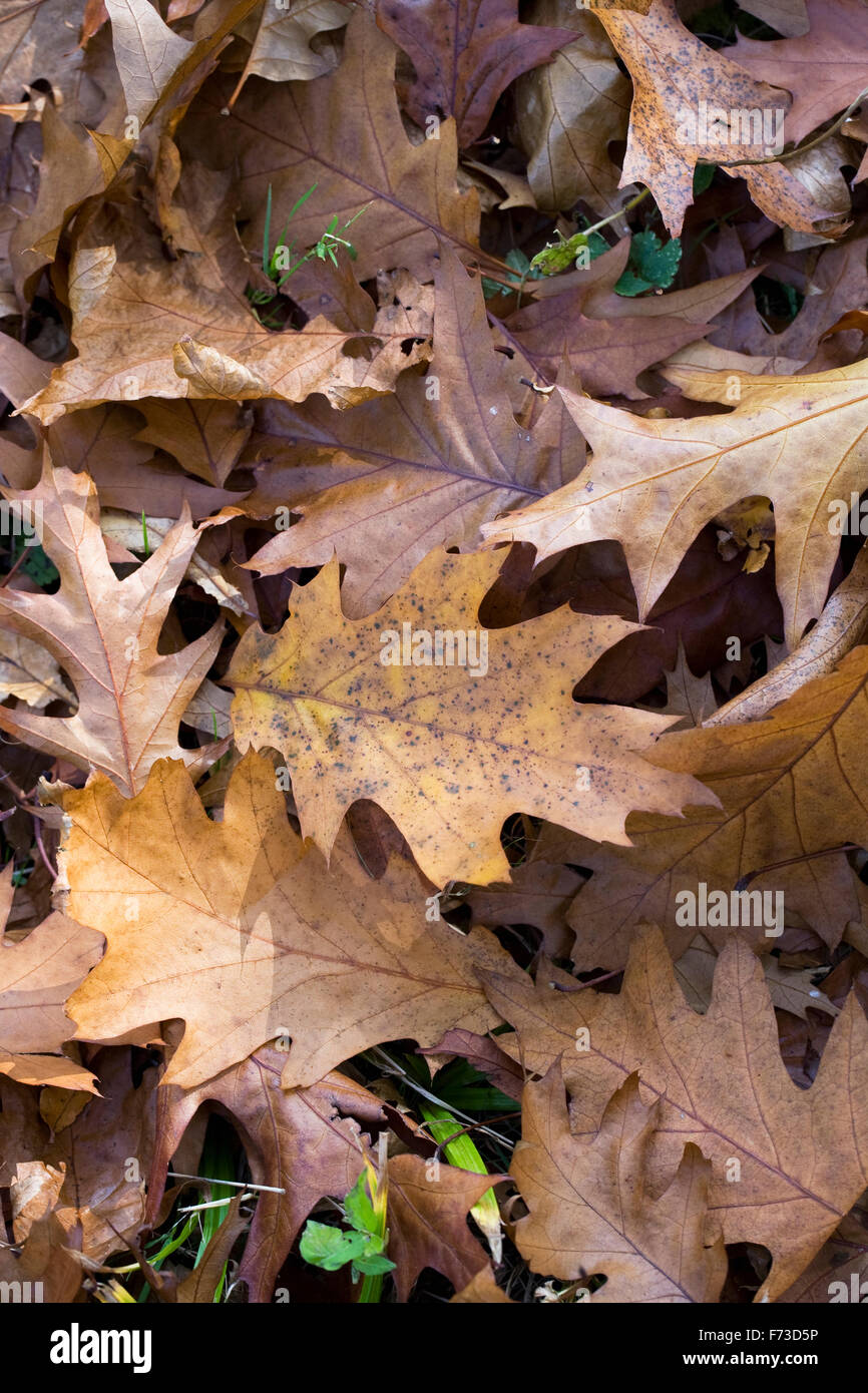 Quercus Rubra Blätter im Herbst. Roteiche verlässt. Stockfoto