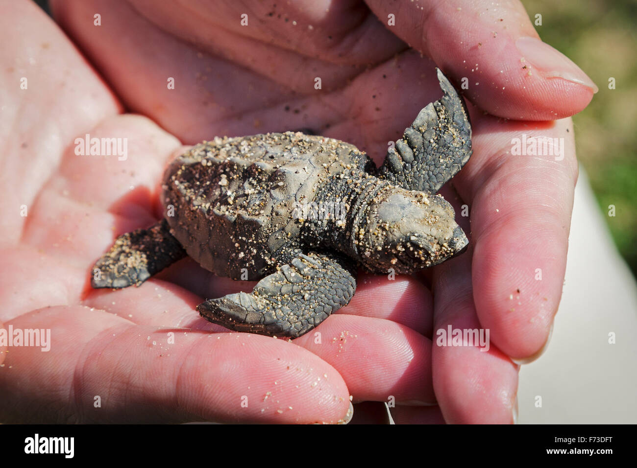 Zwei Tage altes Olive Ridley Sea Turtle in der Hand eines Erhaltung Offizier, Puerto Vallarta, Mexiko Hatchling" Stockfoto