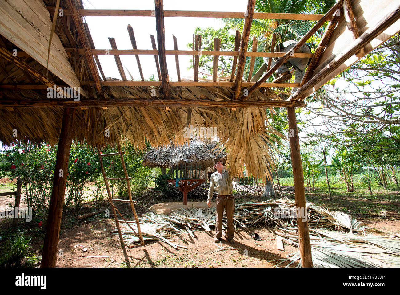 Zwei Männer bauen ein Dach aus Palmblättern in Viñales, Kuba. Stockfoto