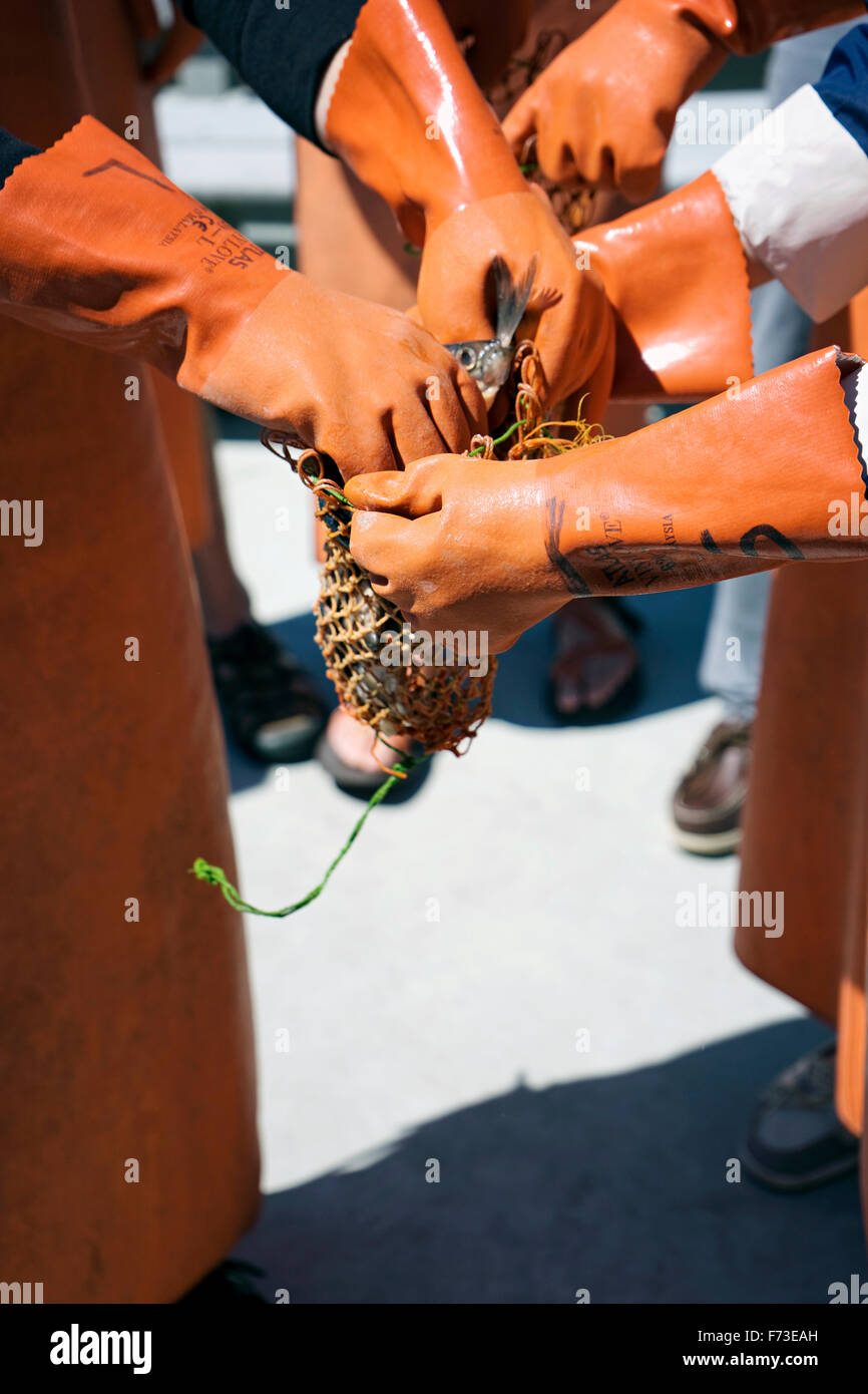 Viele Hände, die ein Netz für Hummer Köder Fisch ins Stockfoto