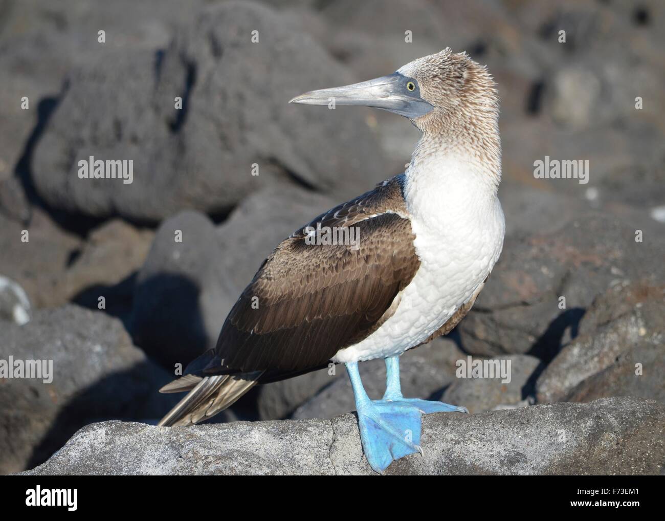 Ein Blue-Footed Tölpel (Sula Nebouxii) auf den Galapagos-Inseln Stockfoto