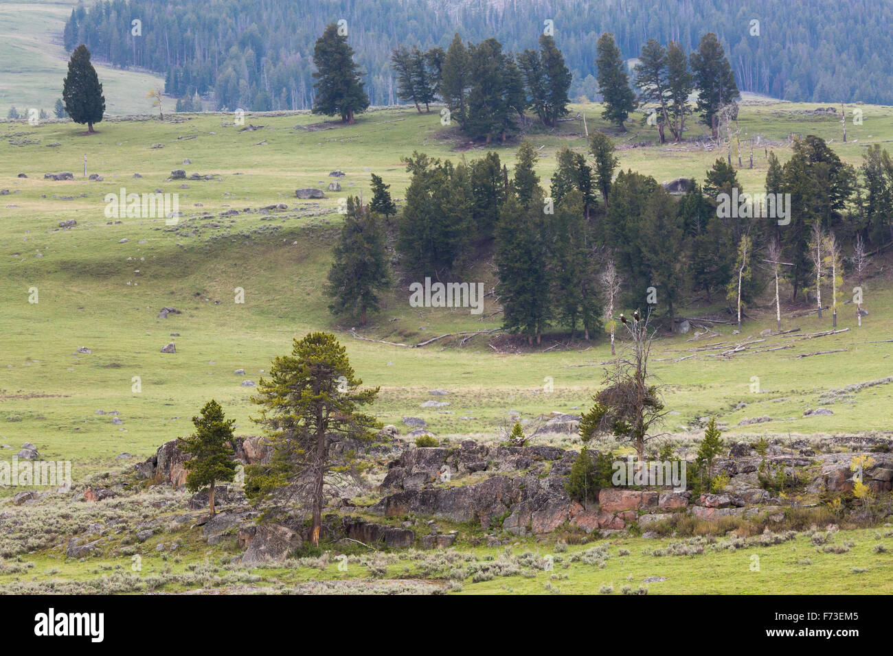 Zwei Adler thront in einem Baum mit Blick auf das Lamar Valley, Yellowstone-Nationalpark, Wyoming Stockfoto