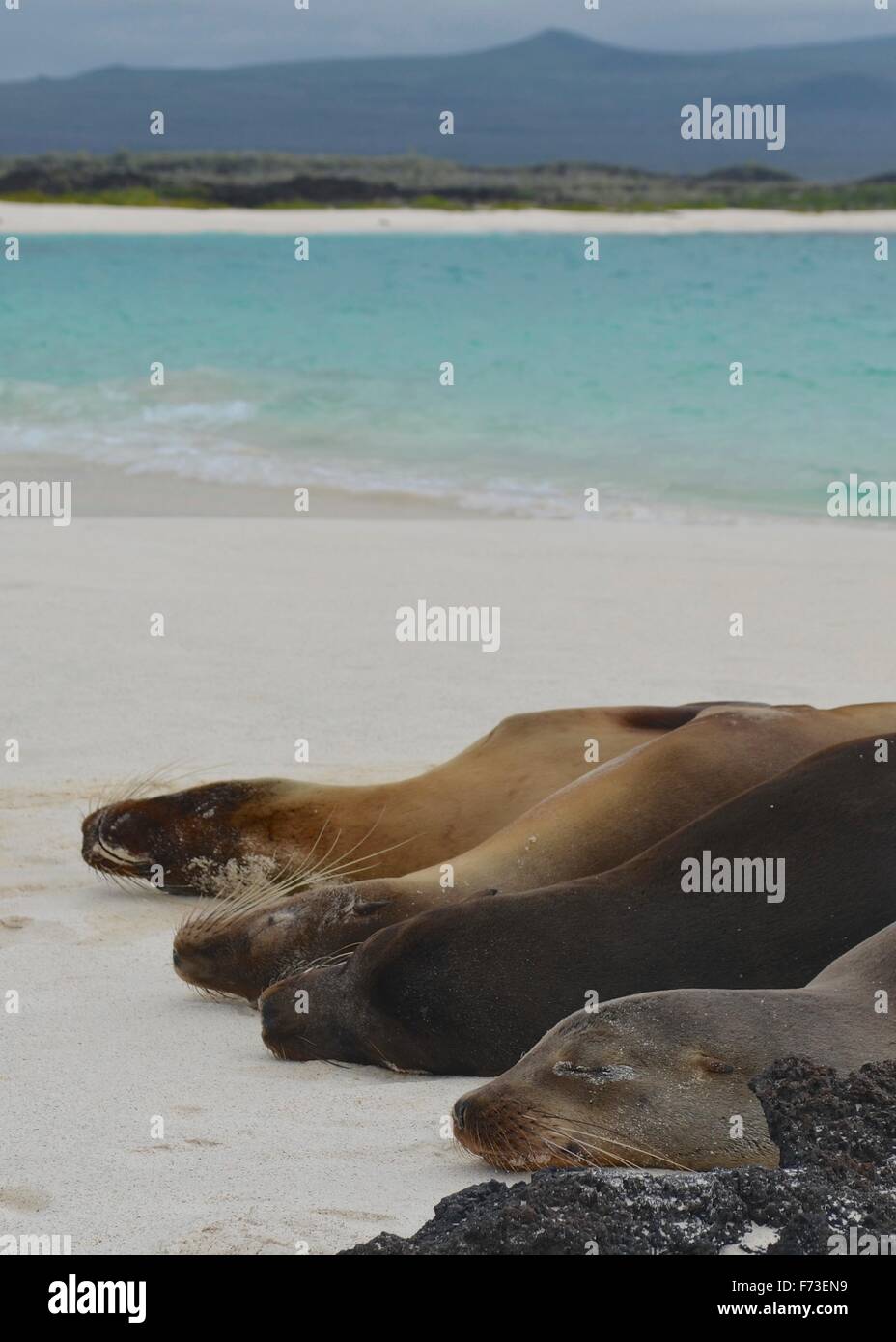 Galapagos-Seelöwe schlafen am Strand von Kormoran Point, Isla Floreana, Galapagos-Inseln. Stockfoto