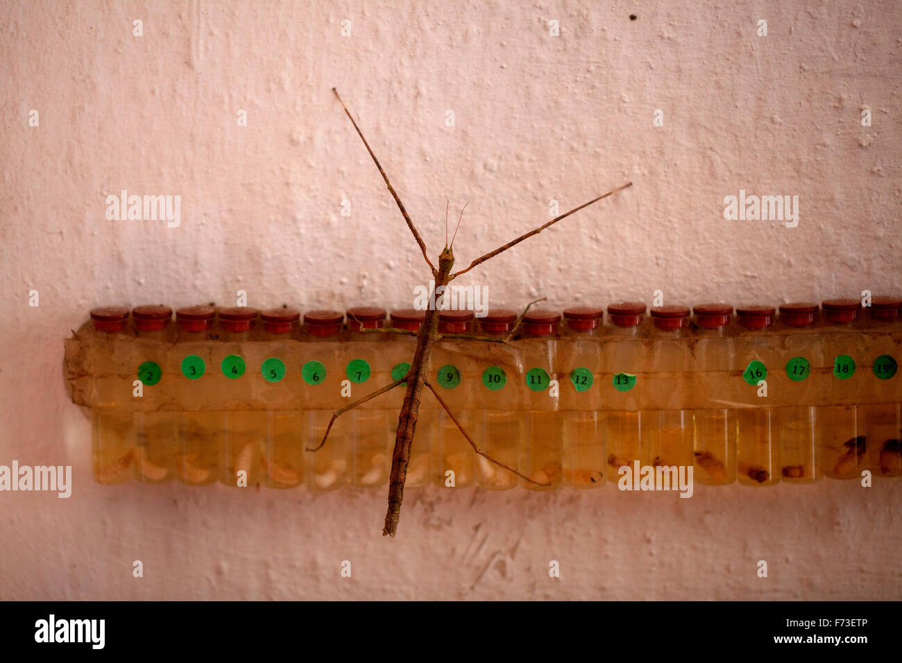 Eine Stabheuschrecke in Cappas Insectozoo, Vila Ruiva, Kuba, Portugal Stockfoto