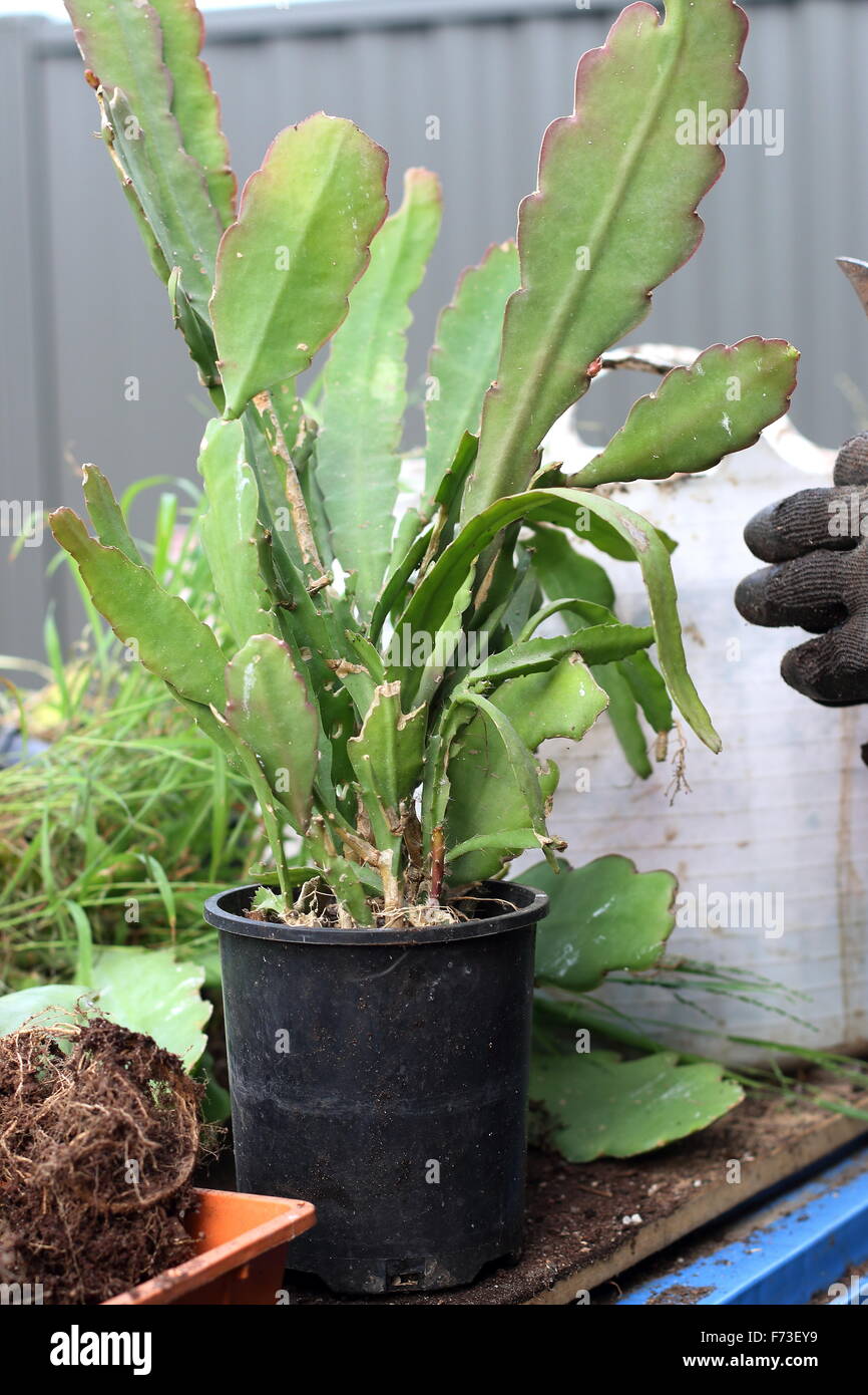 Epiphyllum oder auch bekannt als Orchid cactus Stockfoto